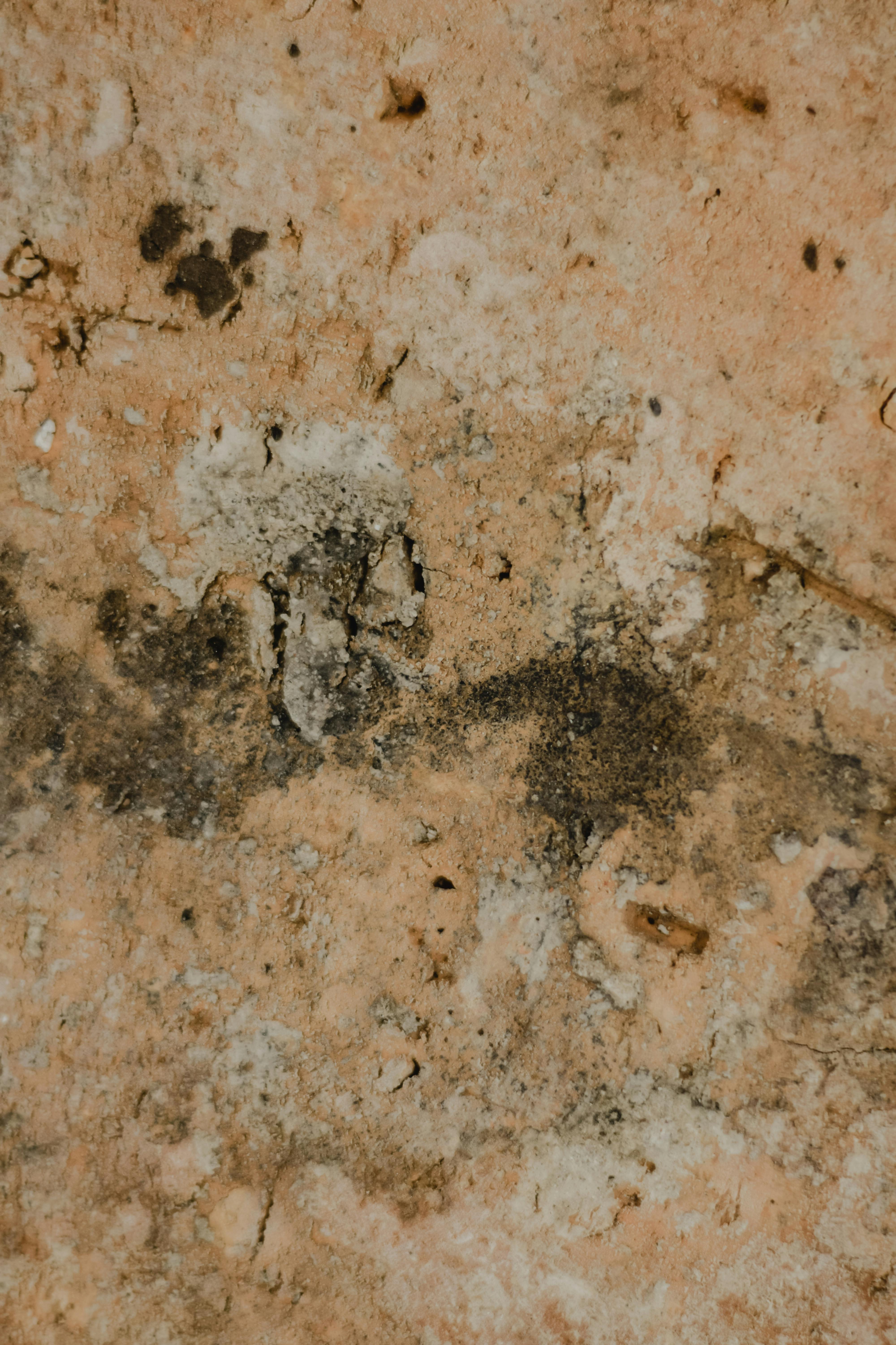 Mold on Walls